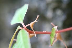 Image result for Dorstenia cuspidata