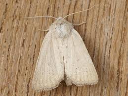 Image result for Photedes fluxa