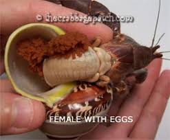 More images for how to tell if your hermit crab is happy » Hermit Crab Life Cycle