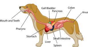 Anatomy 101 The Esophagus Stomach Intestines In Dogs Petcoach