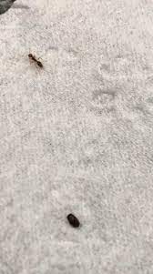 When it comes to food, they will eat everything. Ants Seems To Have Infested My Carpet This Ant Was Carrying This Dark Colored Object Any Ideas Whatsthisbug