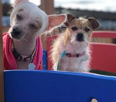 Trainpetdog.com has been visited by 10k+ users in the past month Metro Blog What Humping Really Means Metro Dog