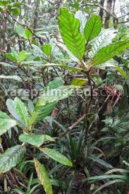 Image result for Psychotria auxopoda