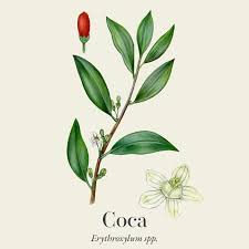 Image result for Erythroxylaceae