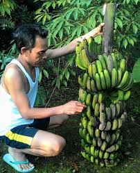 Gambar pohon pisang yang sudah diwarnai. Filosofi Pohon Pisang Tiap Orang Harus Bermanfaat Bagi Sesamanya Gaya Hidup Www Indonesiana Id