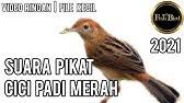 Bingo project checkmate international dance center. Kicau Burung Cici Padi Gacor Cocok Untuk Suara Pikat Dan Masteran Youtube
