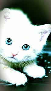 Wallpaper Kucing Lucu Bergerak Gif 1080x1920 Download Hd Wallpaper Wallpapertip