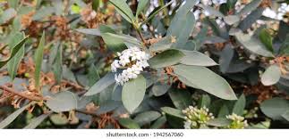 Image result for Acokanthera