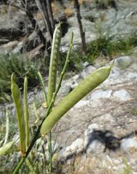 Image result for Aptosimum junceum