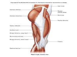 The trapezius muscles are superficial muscles of the neck and upper trunk. Thigh