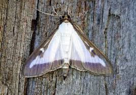 Identify A Moth Butterfly Conservation