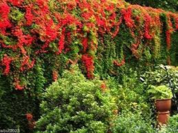 The name flame creeper is quite appropriate for this species because of the. Pin On Nasturium