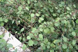 Image result for Triumfetta digitata