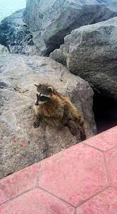 Mapache Tomando El Sol Playa Miramar Ciudad Madero Tamaulipas Central America Mexico America