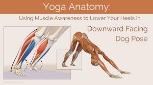 See more ideas about drawings, easy drawings, animal drawings. Yoga Anatomy Using Muscle Awareness To Lower Your Heels In Downward Facing Dog Pose Yogauonline