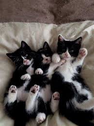 Simple Solutions About Cats That Are Easy To Follow Sevimli Hayvan Yavrulari Kediler Ve Yavrulari Kedileri Seviyorum