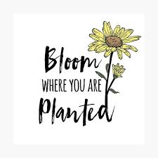 My favorite saying is 'bloom where you are planted'. Bloom Where You Are Planted Sunflower Poster By Move Mtns Redbubble