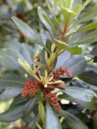 Image result for Myrica chimanimaniana