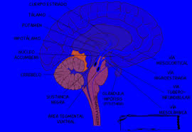 Image result for dopamina