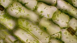 Image result for Elodea