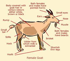 Female parts of body name in english. Animal Body Parts Vocabulary In English Eslbuzz Learning English