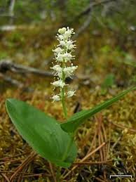 The lily of the valley is a staple of the animal crossing franchise, appearing in many previous games, & in all of them the only color available was white. Wild Lily Of The Valley Wiktionary
