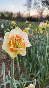 Daffodil Flower Parade With Burnt Orange Pleated Centers Flowers Flower Farmer Flower Farm