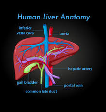 Maybe you would like to learn more about one of these? Human Liver Vector Images Over 10 000