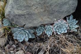 Image result for Crassulaceae