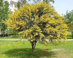 Image result for Dictyophleba