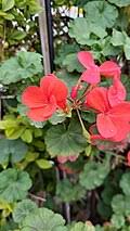 Image result for Geranium aculeolatum