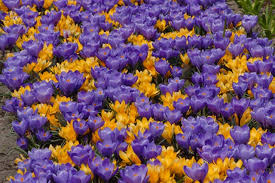 Satisfaction guarantee · 7 day a week delivery Crocus Remembrance And Yellow Mammoth Great Yellow Purple Mix