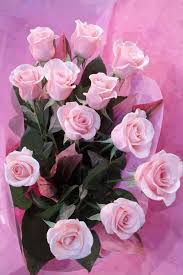 Bildergebnis für beautiful roses