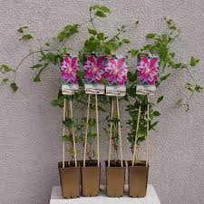 Two sets of flowers grace this stellar performer. Large Flowered Clematis Piilu 1l Fruttii Shop