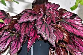 Absonnig bis halbschattig, morgensonne, abendsonne, wintersonne. Begonia Rex Hugh Mclaughlin