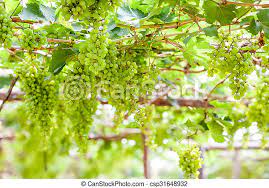 Save grape tree to get email alerts and updates on your ebay feed.+ ~white jaboticaba~ plinia pitrantha branca brazilian grape fruit tree sml plant. Grape Tree In The Garden In The Yard There Is A Grape Tree Canstock