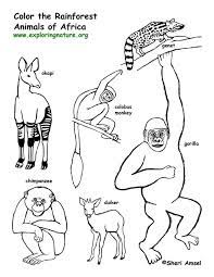 Animals found in the tropical rainforests are highly adapted for that particular climate and environment. Rain Forest Animals Coloring Pages Rainforest Animals Animal Coloring Pages Animal Coloring Books