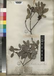 Image result for Pterocelastrus