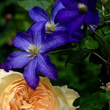 Les clématites du groupe viticella sont des cultivars dérivés principalement des clematis viticella. Gradina Bijoux Bonanza Viticella Clematita Mare Ghiveci 2l