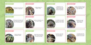 Parenting roles are reversed in seahorses. Part Of The Party Australian Animal Fact Cards