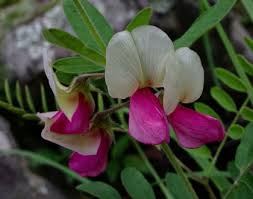 Image result for Tephrosia