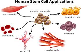 These cells are useful in tissue repair. The Benefits In Stem Cells From Umbilical Cord Tissue
