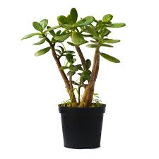 Check spelling or type a new query. Buy Jade Plant Crassula Ovata Low Cost Online Plant Live Nursery India