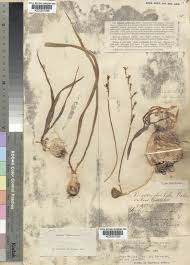 Image result for Dipcadi viride