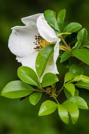 Image result for Rosa laevigata