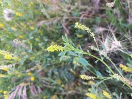 Image result for Melilotus indicus