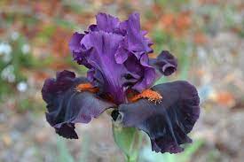 Photo Of Tall Bearded Iris Iris Black Magic Woman Uploaded By Aikenforflowers Bearded Iris Amazing Flowers Purple Iris