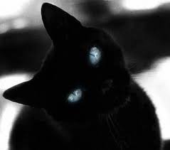Beautiful Black And White Cat With Blue Eyes Black Beauty With Blue Eyes Seltsame Katzen Hubsche Katzen Ich Liebe Katzen