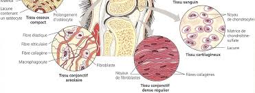 SVT TP Complément 3 - Histologie animale : les tissus animaux - T. JEAN -  BCPST Capes Agrégation Licence