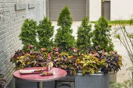 Indoor palm plants are perfect for your home if you're looking to add a bit of a tropical and exotic addition to your home decor. Tall Narrow Plantings Perfect For Urban Areas Proven Winners